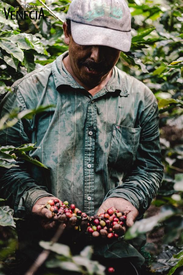 Hacienda Venecia Coffee Farm Hotel Manizales Exterior foto
